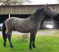 Vente de poney
